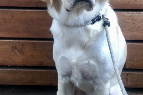 Yellow male Labrador Retriever Donovan sits in front of a wooden porch wall looking at the camera with soulful eyes.