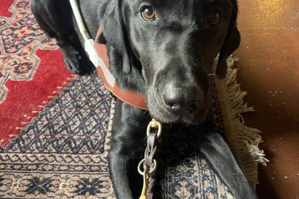 Zabo, a male black Labrador, lays on a rug in a coffee shop. He is wearing his harness and is looking up at his instructor.