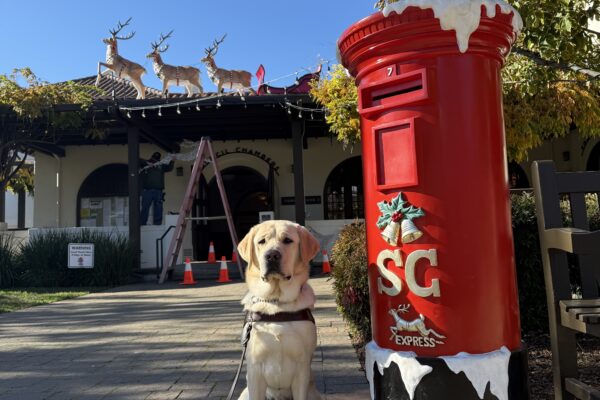Amalfi sits in harness next to a Christmas display. It is a large red pole that says SC (Santa Claus) express. There are reindeer visible on the roof behind him.