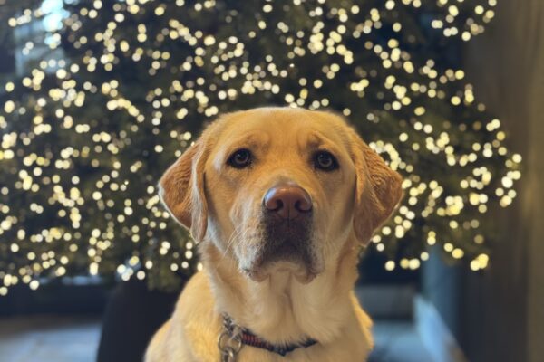 Tangerine is wearing her harness while sitting in front of a tall, green Christmas tree. The tree is decorated with lots of little white lights.