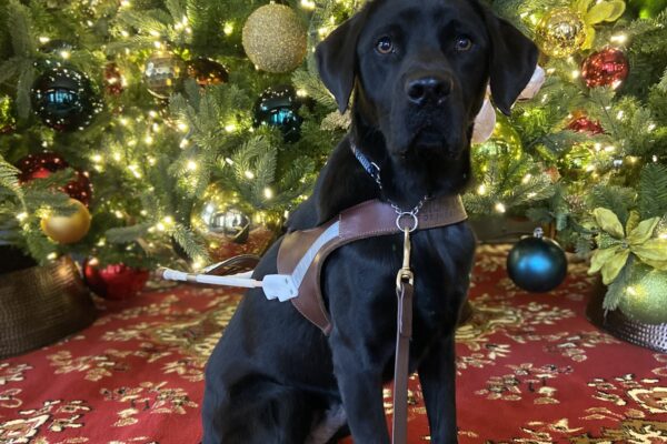 Black Labrador Retriever Jimbo sits proudly in his GDB guide dog harness in front of Christmas tree with lights.