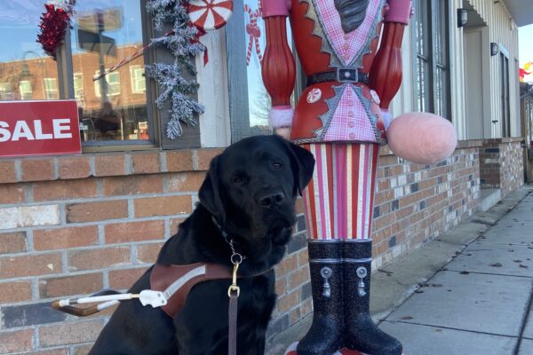 Black Labrador Retriever Mitch proudly sits in his GDB guide dog harness in front of a tall Nutcracker Christmas decoration.