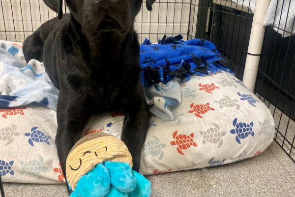 Tofino, an adorable black lab is laying on a cozy bed in a xpen on the Oregon campus, he is staring intently at the camera with succulent shaped stuffy toy lying between his two front paws.