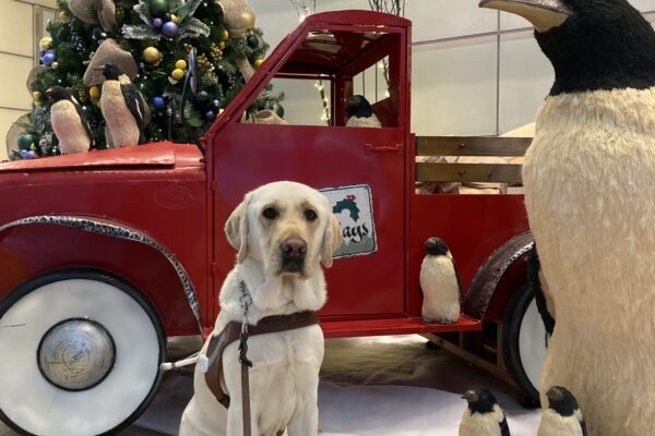 Rollo sits in harness in front of holiday decor (red truck, penguins, christmas tree).