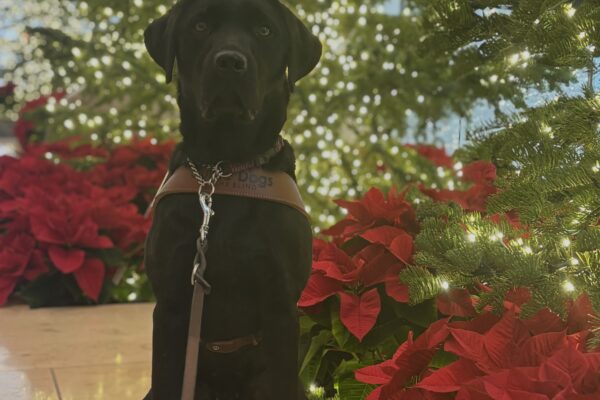 Flume sits in harness, looking at the camera, in front of holiday decor. Brightly light christmas trees surrounded by red poinsettias are blurred in the background.