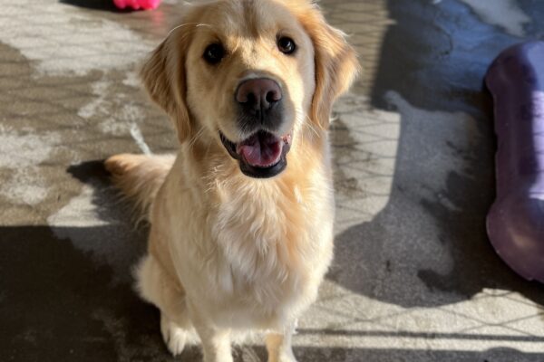 Deedee sits in the community run and smiles up at the camera, she is golden in the sunlight. There is a pink rubber toy behind her in the background.