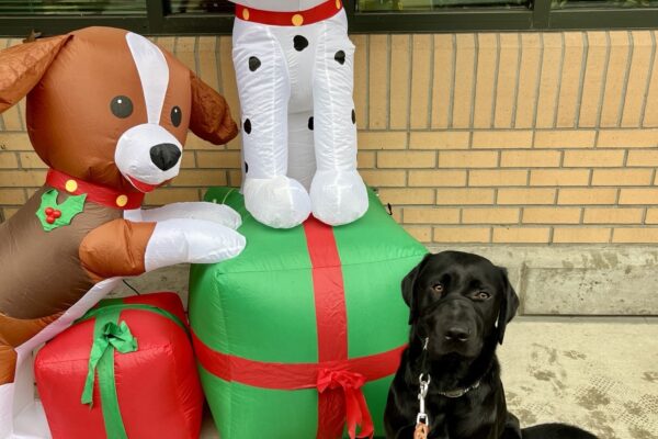 Canela sits in front of two holiday blow up dogs on red and green wrapped presents with bows. She's on leash looking at the camera. The fake dog on the left is brown and white and the one on the right is a Dalmatian. Both fake dogs have red collars and the one on the left has holly on it's collar. There is a wall with windows in the background.