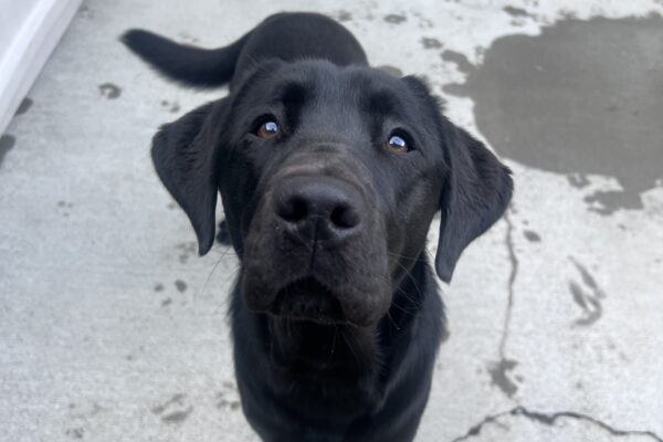 Pacidy looks up towards the camera after taking a break from running around playing. Her tail sways to the side.