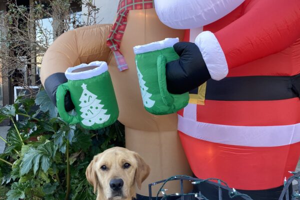 Navi is wearing his harness and sitting so nicely. Behind him are two large blow-up Christmas decorations of Santa dressed in red and a light brown Reindeer. Both are holding green coffee mugs.