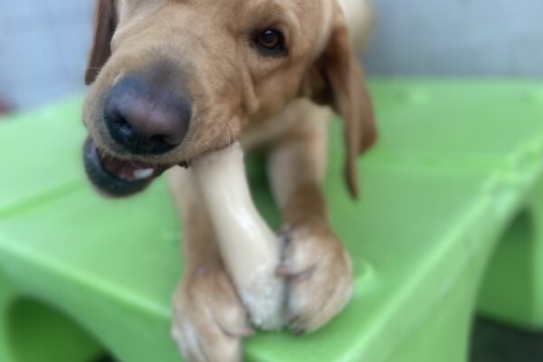 Brulee lays on a green piece of play equipment in the community run area. She is looking toward the camera as she chews on a Nylabone that is positioned between her front paws.