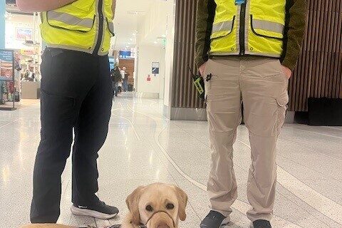 Yellow Lab Champion laying on the airport floor in front of some workers