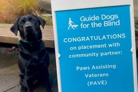 Black Lab Cinder sitting by a blue sign congratulating her on going to PAVE