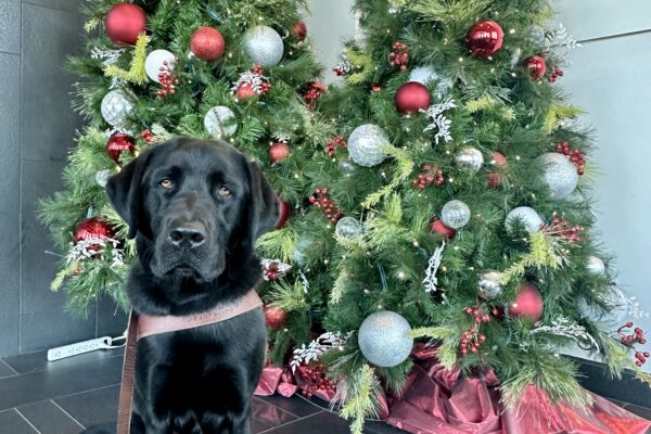 Davey is sitting in front of two tall Christmas trees decorated with red and silver ornaments. He’s in his guide dog harness with green booties on his back paws and is looking at the camera.