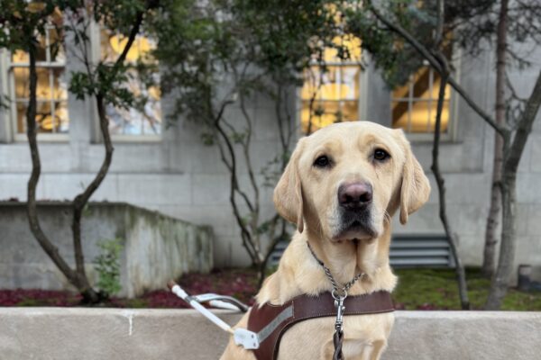 Farley sits in harness on a concrete bench scattered with red fall leaves. Behind him are spindly trees a concrete building with glowing yellow windows.