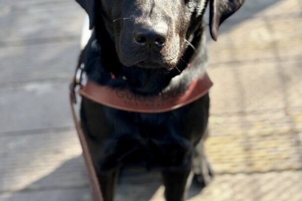 Gabby sits on a boardwalk facing the camera while wearing her guide dog harness, a serious look on her face.