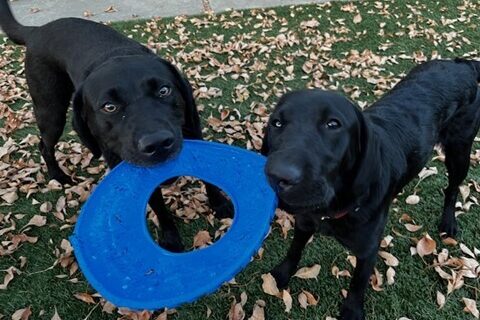 Two black labs are holding a blue  frisbee toy between while looking up at the camera. Gildy  is the smaller Lab on the right.