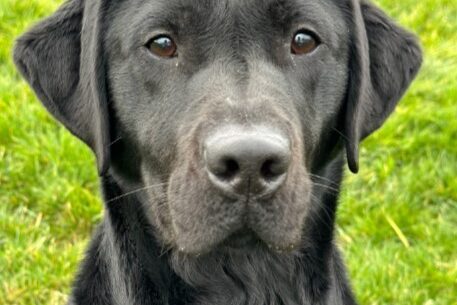 Black Lab Gina looking intently at the camera. She's sitting in green grass.