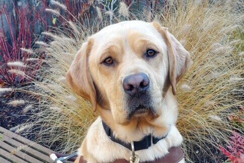 Male yellow Labrador Retriever, Grady, sits on a bench looking at the camera. There are a variety of grasses and plants behind him. He is wearing his GDB harness.