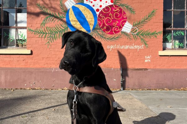 Harley is pictured sitting in harness in front of a brick wall with the seasonal graffiti that features decorated ornaments and the phrase: "It's not how much we give, but hoe much we put into giving."