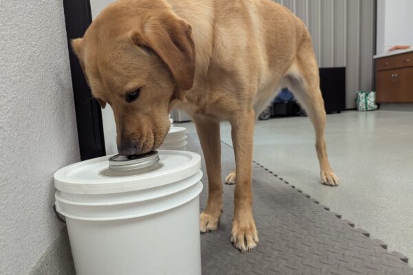 Yellow lab Hastings  is touching his nose onto the white scent bucket to identify the odor.