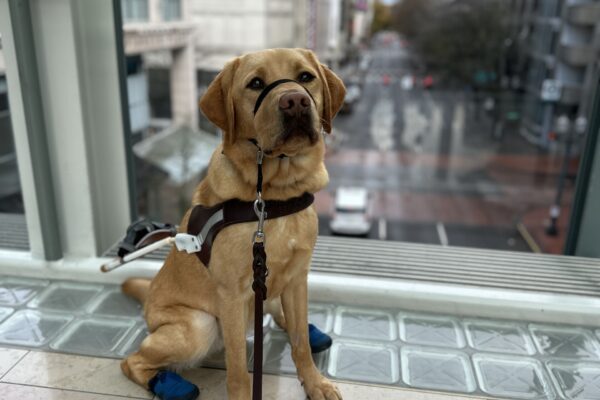 A male reddish yellow lab, Hawk, sits in front of a window overlooking a street in downtown Portland. He is looking towards the camera and is wearing his harness, gentle leader, and booties on his hind feet.