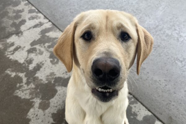 Wally is pictured sitting in a community run yard on campus and smiling up at the camera.