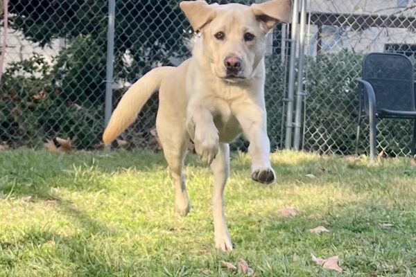 Higgins is leaping in the grass paddock area. His front two paws and back right paw are all off of the ground as he pushes off with his left back leg. His ears are flopped up and he is staring into the camera.