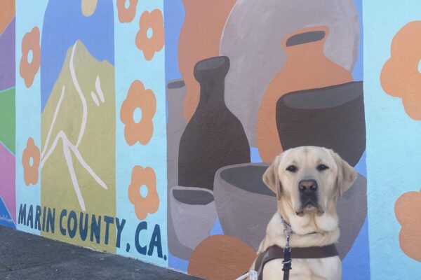 Parker sits in harness in front of a colorful mural with mountains, flowers, and an assortment of pottery. The mural also says 'Marin County, CA' at the bottom left corner.