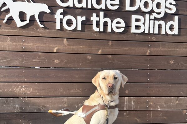 Prosecco sits on a low wall in front of a sign with Guide Dogs’ logo. She is looking straight at the camera.