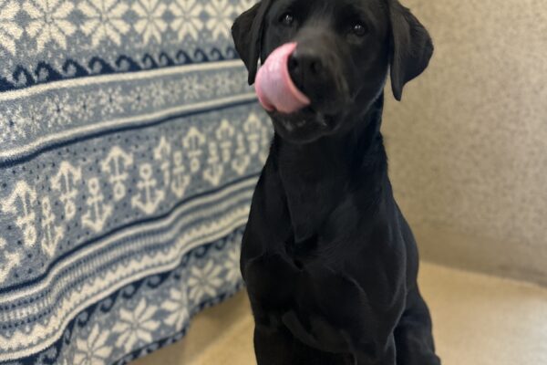 Maizie licking her nose with a blue backdrop with white anchor patterns.