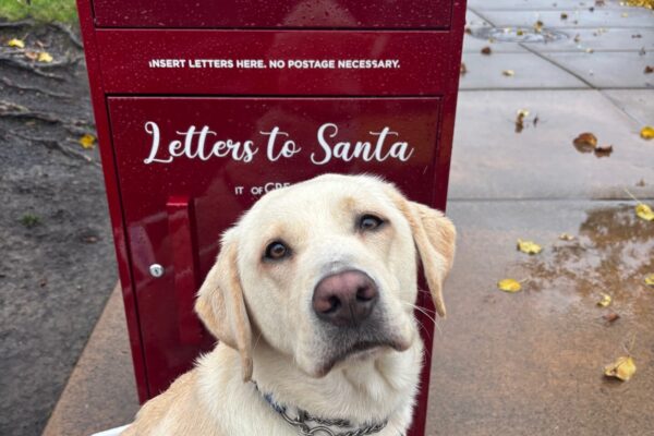 A Yellow lab sits on a sidewalk in harness looking at the camera. Behind her is a red square mailbox with white letting that says " Direct mail to the North Pole, letters to Santa"