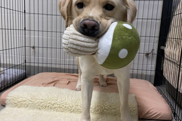 Ivan stands on a soft bed in an x-pen in the center section of the kennel. He is looking at the camera and has a green and white mushroom stuffy toy in his mouth.