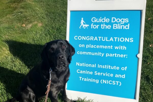 Black lab Jungle is sitting on grass next to a blue sign that welcomes her into the NICST program.