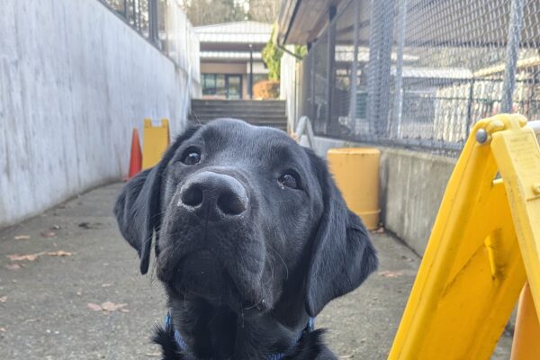 Kazoo wearing his harness and looking at the camera. Behind him is the obstacle course on campus.