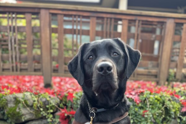 Keaton sits in harness looking intently at the camera on a bed of bright red maple leaves. Behind her is a short stone wall covered in ivy and a pretty wooden fence.