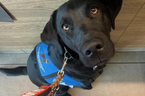 Black lab Luz  is sitting down wearing her service jacket as she gazes straight up at the camera.