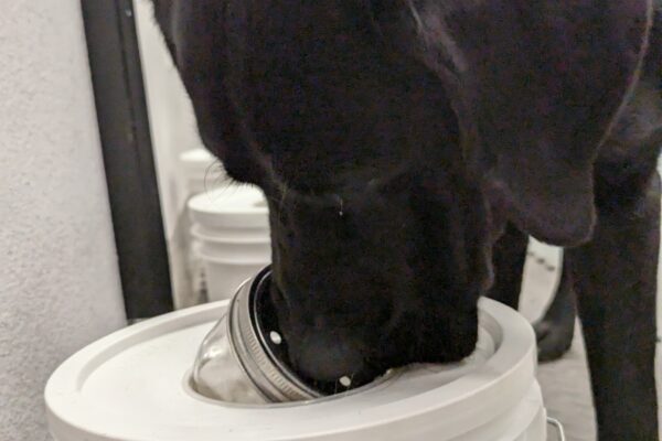 Close up photo of Maizie with her nose on a white target box.