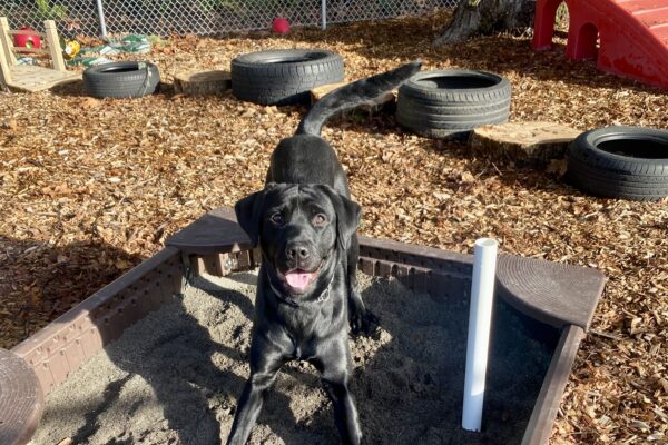 Mumford an adorable black lab, is in a free yard on the Oregon campus, he is standing in a sandbox in a play bow stance with his tail wagging. Behind him is an assortment of play equipment.