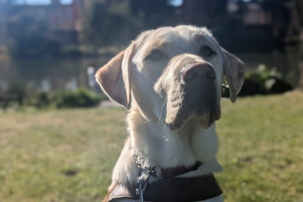 Pimlico sits in harness on a lawn of grass with a serious look on his face. The sun shines on his face and reflects off of his white coat. The Palace of Fine Arts can be seen blurry in the background.