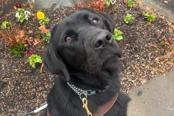 A black lab sits on a sidewalk in harness.  Behind him is a small flower bed with a large rock and pansies. He is looking up at the camera and has a pink leash attached to his collar.