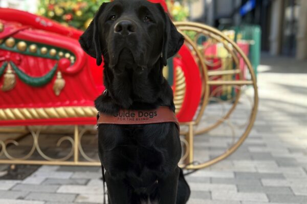 Reeves is sitting in harness while looking at the camera. There is a holiday decorative display in the background.