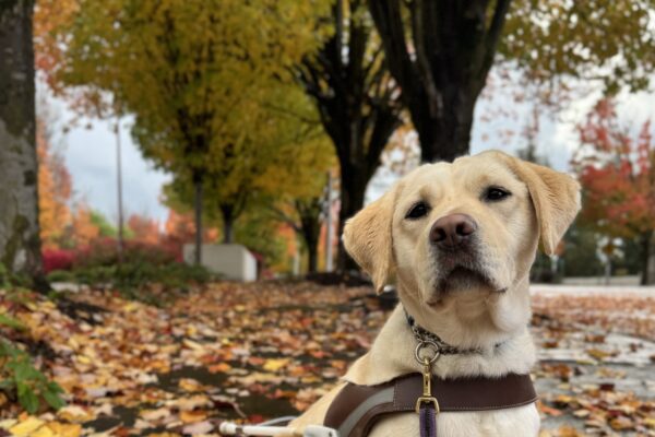 Santana sits in harness looking proudly at the camera. The damp sidewalk she's sitting on is littered with red, orange, and yellow fall leaves, with fall-colored trees in the background.