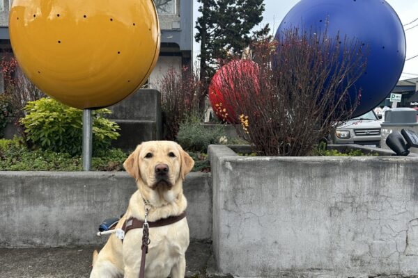 Zena, a female yellow lab, sits in front of a raised garden bed displaying large holiday ornaments. She is wearing her guide dog harness and is looking towards the camera.