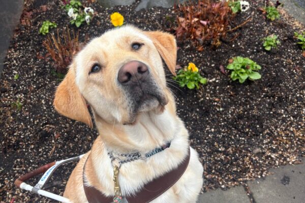 A yellow lab sits on a sidewalk in harness looking at the camera. Behind him is a small garden bed with pansies and a large rock. It is a wet day!