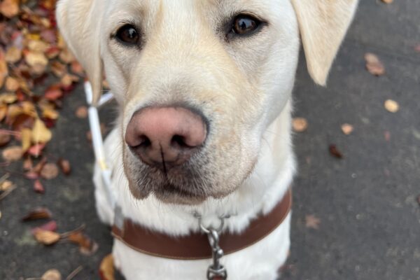 Pink, a very lightly colored yellow lab, is sitting on the sidewalk surrounded by fall colored leaves. Pink is wearing her leather harness and is looking sweetly towards the camera.