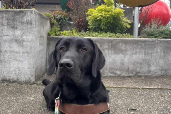 A black lab lays on a sidewalk in harness. He is looking into the camera with a calm expression. Behind him is a raised cement garden bed with large colorful holiday ornaments displayed.