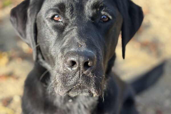 Wiley sits while off leash in a play yard. The image is focused on his face, with the sunlight making his coat shine!