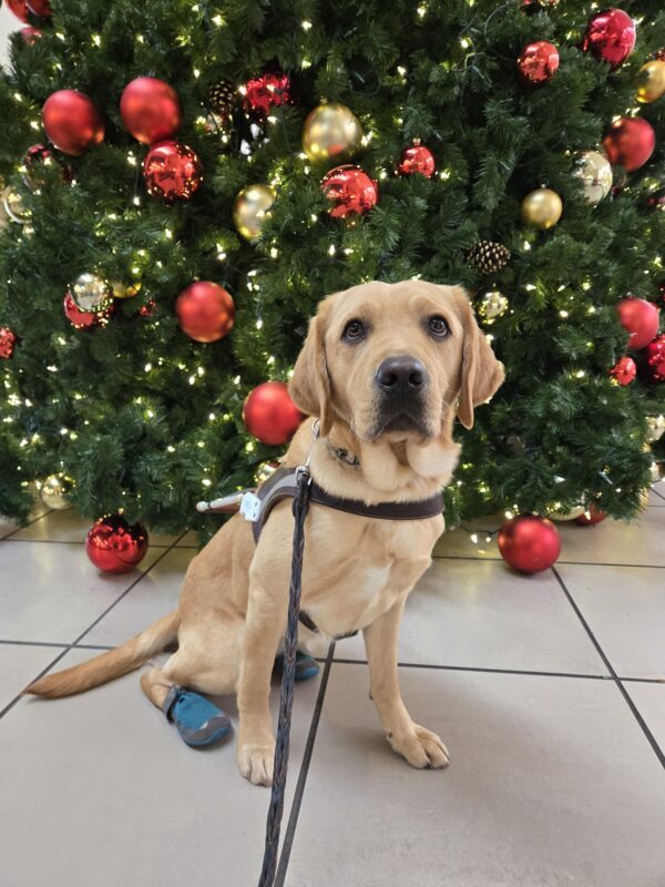 <p>Female yellow Lab, Bliss is at Clackamas Town Center. She is sitting in front of a decorative Christmas tree. She's wearing her harness and her back booties. She faces the camera with a calm look.</p>