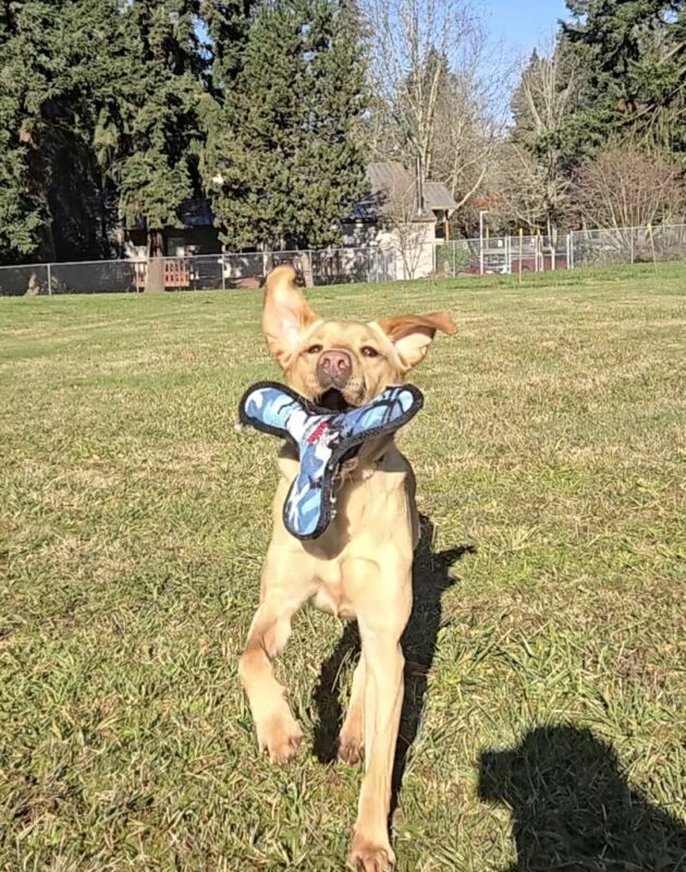 Kelvin is in the big field on the Oregon Campus. It is an action shot of him catching a toy. His ears are flopped up.