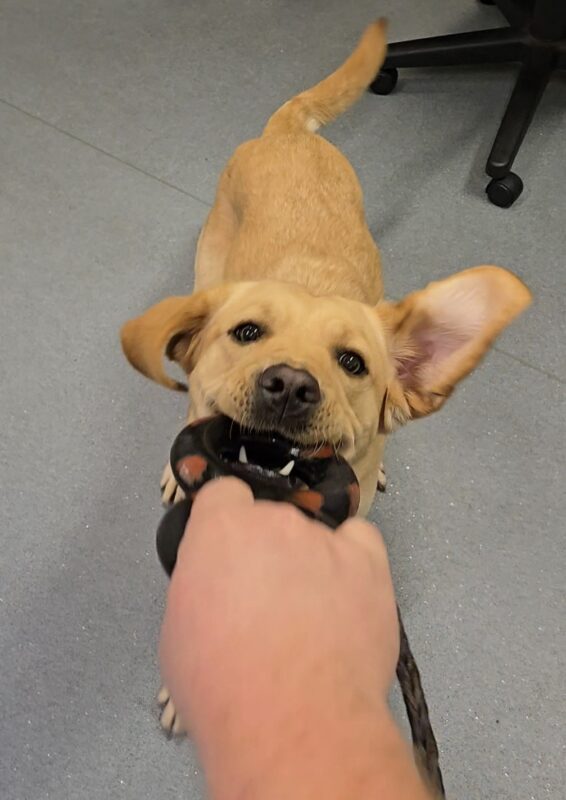 <p>Female yellow Lab, Bliss is in the Oregon Campus Administration building. She is playing tug with an infinity Goughnut.</p>